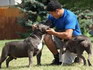 start a pitbull kennel